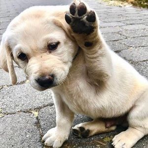 Meet your Posher, Supriya